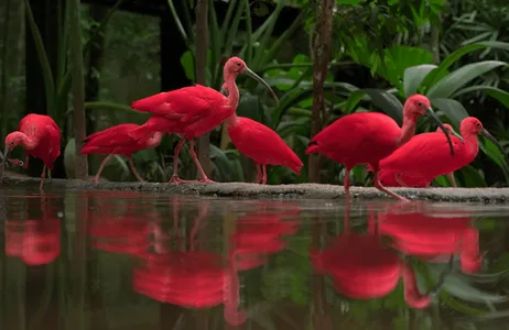 Foz do Iguaçu Tour Passeio no Parque das Aves mais entrada para uma atração no Dreamland