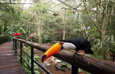 Foz do Iguaçu Tour Passeio no Parque das Aves mais entrada para cinco atrações no Dreamland