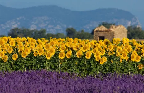 Bocas do Ródano Tour Um dia em Provence