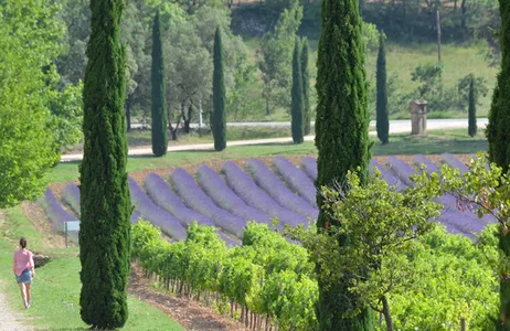 Vaucluse Tour Tour do vinho em Chateauneuf du Pape