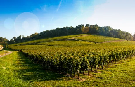 Bordeaux Tour Visita a duas regiões vinícolas