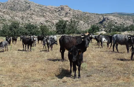 Madrid Tour Visita a fazenda de Touros Bravos em Madri