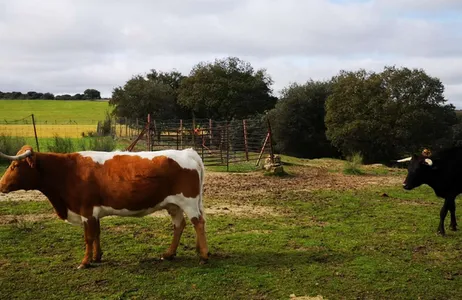 Madri Tour Visita privativa a fazenda de Touros Bravos em Madri