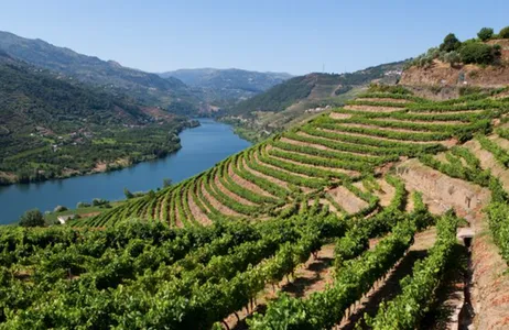 Porto Tour Passeio de Vinhos no Douro: 2 Quintas, Provas, Cruzeiro e Almoço