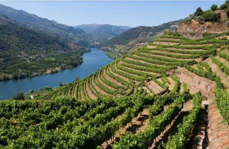 Porto Tour Passeio privativo de Vinhos no Douro: 2 Quintas, Provas e Cruzeiro