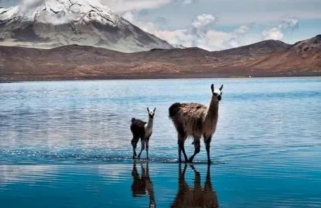 Arequipa Tour Tour of the Salinas and Aguada Blanca National Reserve 