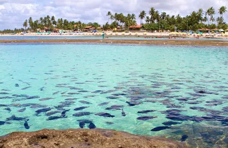 Recife Tour Day tour em Porto de Galinhas