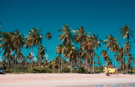 Day trip to Maragogi - departing from Porto de Galinhas