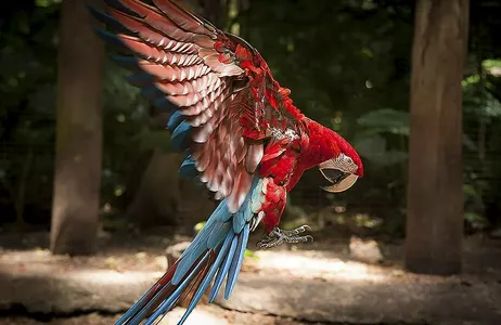 Foz do Iguaçu Ticket Parque das Aves