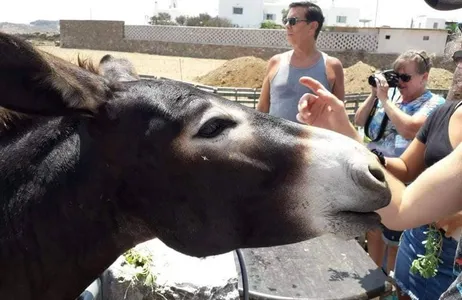 Mikonos Tour Experiência na Fazenda Mykoniana