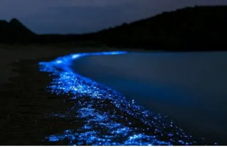 Tour 5 ilhas + Plâncton Luminoso 