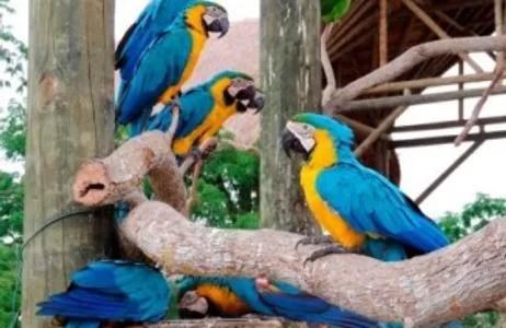 Tour Aviário 