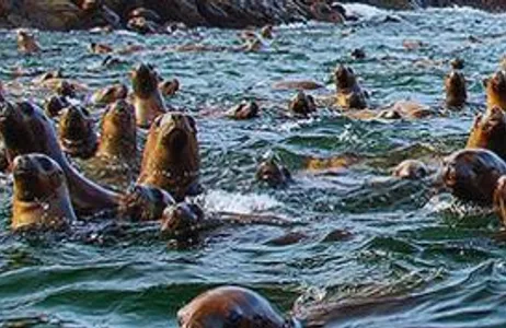 Visit to the Palomino Islands in Lima 