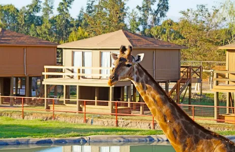 Santiago Tour COMBO: Traslado de ida + City Tour + Safari