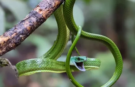 Visita à musa (museu da Amazônia)