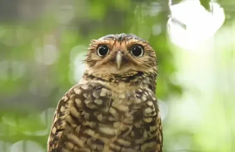 Foz do Iguaçu Tour Excursão Privativa para o Parque das Aves + Passeio ás Cataratas Brasileiras  