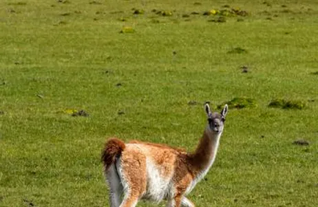 Experiência Safari - AM ou PM