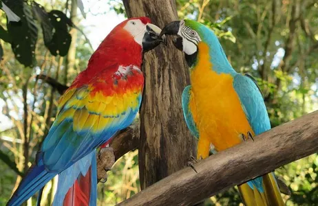 Combined package: Argentine Falls, Brazilian Falls and Bird Park, with airport transfers