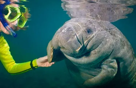 Swim with Manatees, Snorkel, and Boat Tour - Full Day Tour