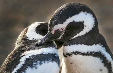 Excursão de pinguim à Ilha Magdalena de barco saindo de Punta Arenas