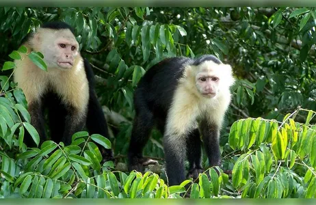 Monkey Island and Eco Tour