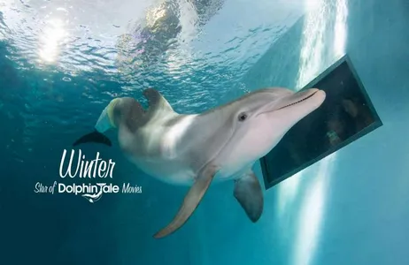The Legacy of Winter the Dolphin at Clearwater Beach