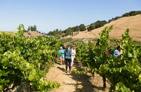 Napa and Sonoma Wine Tour