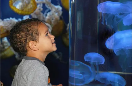 San Francisco City Tour with a Visit to the Aquarium of the Bay