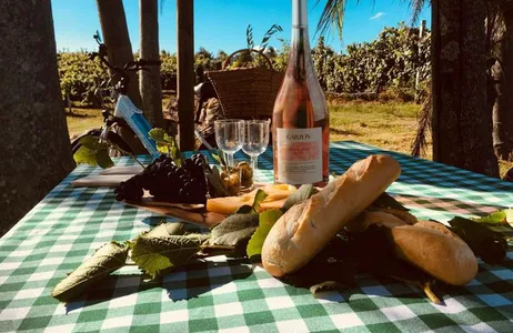 Picnic in the vineyards