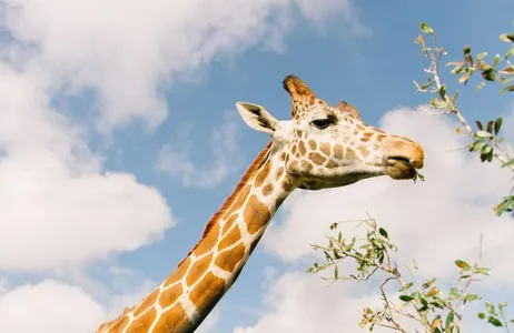 Everglades Tourism and Safari Park in Central Florida
