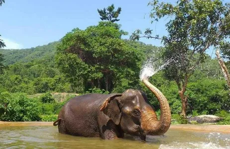 De Bangkok: viagem de um dia ao Santuário Ético de Elefantes de Pattaya