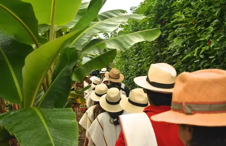Processo interativo de café na Hacienda Venecia (Armênia - Eixo Café)