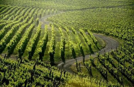Vinha Haras de Pirque com transferes
