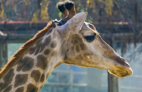 Parque Safari Rancagua