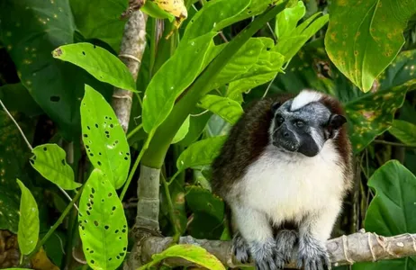 Monkey Island and Gatun Lake Nature Adventure