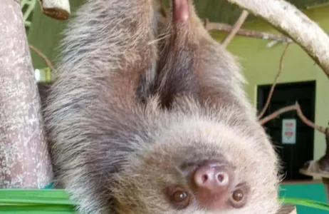 Cruise the Panama Canal and explore Monkey Island and the Sloth Sanctuary