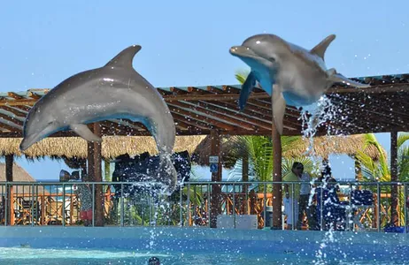 Encontro com golfinhos em Playa del Carmen