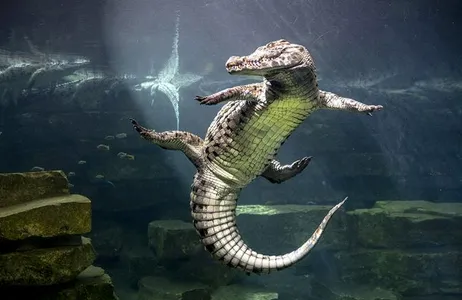 Dubai Crocodile Park Tour with Private Transfers
