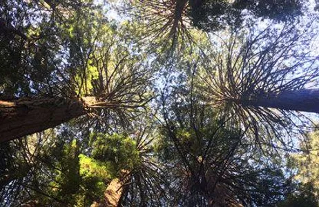 Muir Woods Tour in San Francisco