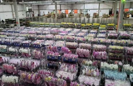 Visit to Veiling — Largest flower auction in Latin America