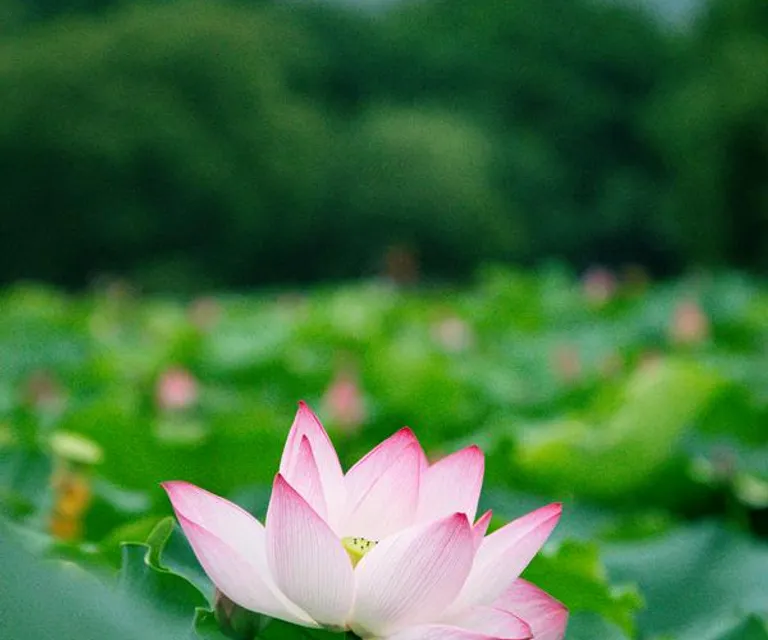 iFriend image 4