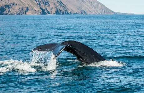 Reikiavik Ticket Observação de baleias: entrada para a Elding's Wildlife Exhibition + passeio saindo de Reykjavik