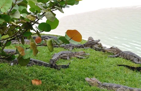 Kissimmee Ticket Boggy Creek Airboat Adventure + Transporte saindo de Orlando