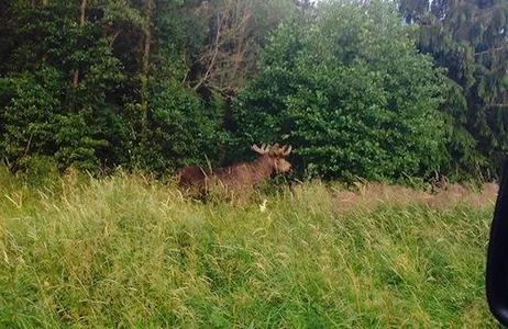 Stockholm Ticket Safári noturno de aventuras pela vida selvagem em Estocolmo