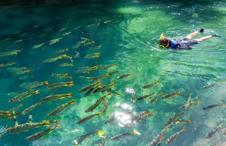 Bonito Tour Diving at the Rio da Prata Ecological Reserve in Bonito without transportation.