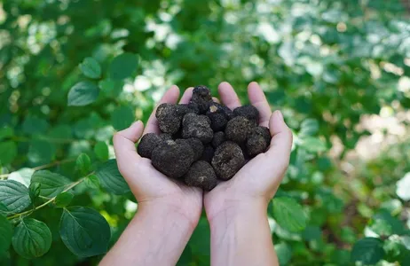 Perúgia Tour Truffle hunting in Perugia