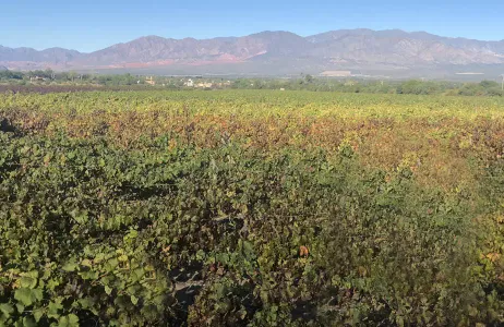 Cafayate Tour Excursão Cafayate-Vales Calchaquíes de 1 dia (regular)