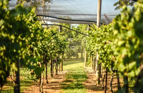 Wellington Tour Excursão vinícola de dia inteiro em Martinborough