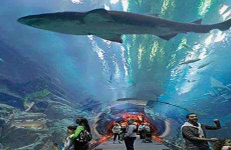 Dubai Ticket Ingressos para Dubai Mall e Penguin Cove Aquarium