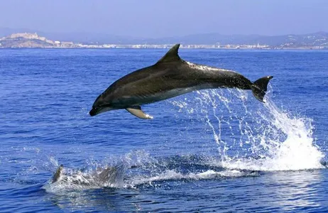 Golfinhos em Gibraltar